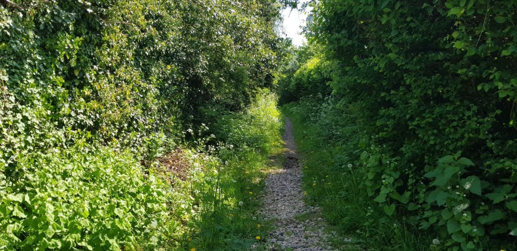 A sunlit, leafy green footpath through the Devon countryside
